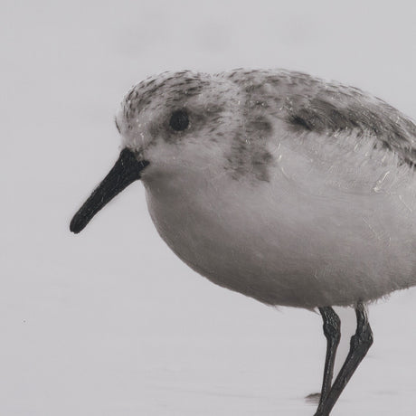 Tybee Island Sanderling by Nathan Larson a Hand Embellished Framed Photo Print under Glass by Mercana at Eve Furniture