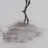 Tybee Island Sanderling by Nathan Larson a Hand Embellished Framed Photo Print under Glass by Mercana at Eve Furniture