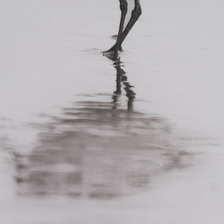Tybee Island Sanderling by Nathan Larson a Hand Embellished Framed Photo Print under Glass by Mercana at Eve Furniture