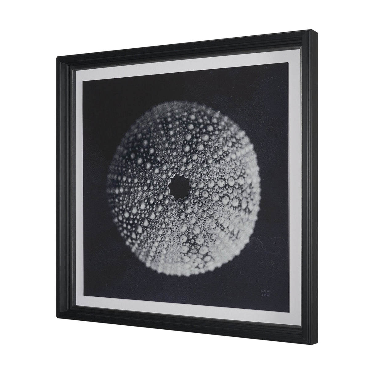 Urchin Still Life I by Nathan Larson a Hand Embellished Framed Photo Art Print Matted under Glass by Mercana at Eve Furniture