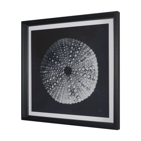 Urchin Still Life I by Nathan Larson a Hand Embellished Framed Photo Art Print Matted under Glass by Mercana at Eve Furniture