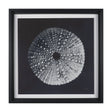 Urchin Still Life I by Nathan Larson a Hand Embellished Framed Photo Art Print Matted under Glass by Mercana at Eve Furniture