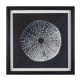 Urchin Still Life I by Nathan Larson a Hand Embellished Framed Photo Art Print Matted under Glass by Mercana at Eve Furniture