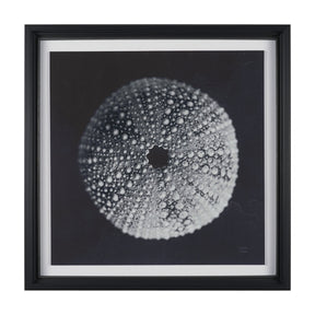 Urchin Still Life I by Nathan Larson a Hand Embellished Framed Photo Art Print Matted under Glass by Mercana at Eve Furniture