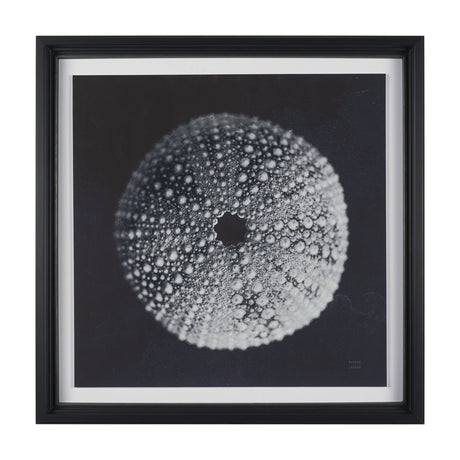 Urchin Still Life I by Nathan Larson a Hand Embellished Framed Photo Art Print Matted under Glass by Mercana at Eve Furniture
