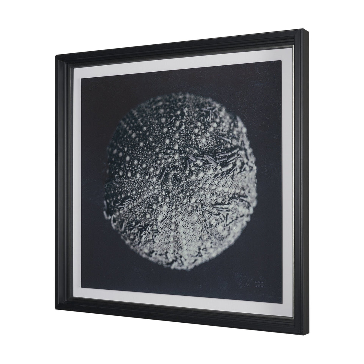Urchin Still Life II by Nathan Larson a Hand Embellished Framed Photo Art Print Matted under Glass by Mercana at Eve Furniture
