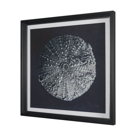 Urchin Still Life II by Nathan Larson a Hand Embellished Framed Photo Art Print Matted under Glass by Mercana at Eve Furniture