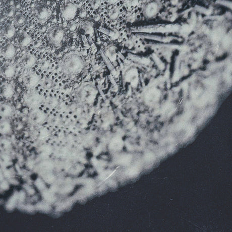 Urchin Still Life II by Nathan Larson a Hand Embellished Framed Photo Art Print Matted under Glass by Mercana at Eve Furniture