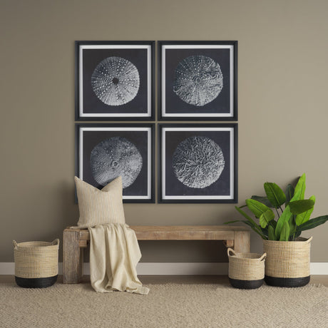 Urchin Still Life II by Nathan Larson a Hand Embellished Framed Photo Art Print Matted under Glass by Mercana at Eve Furniture