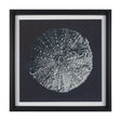 Urchin Still Life II by Nathan Larson a Hand Embellished Framed Photo Art Print Matted under Glass by Mercana at Eve Furniture