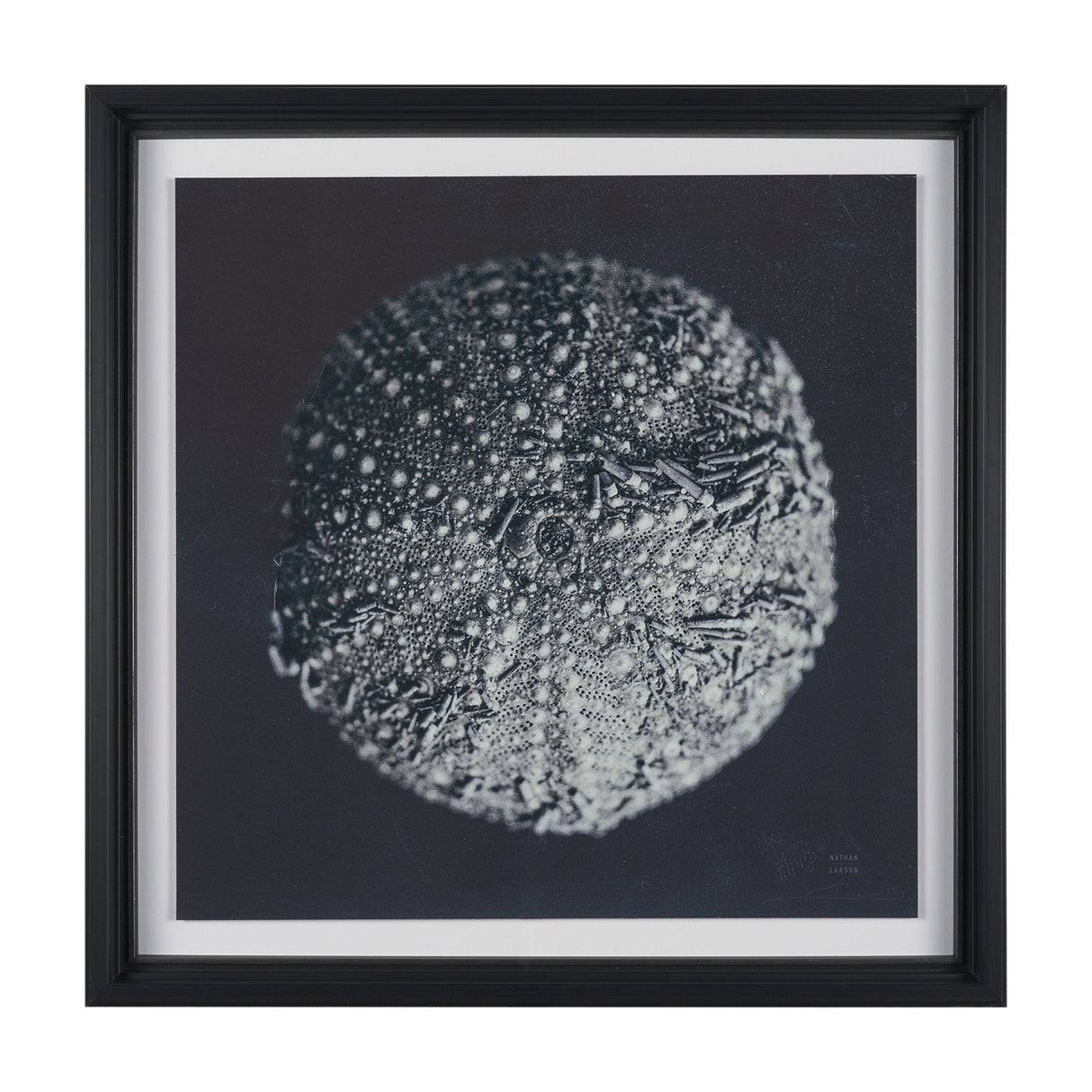 Urchin Still Life II by Nathan Larson a Hand Embellished Framed Photo Art Print Matted under Glass by Mercana at Eve Furniture