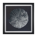 Urchin Still Life II by Nathan Larson a Hand Embellished Framed Photo Art Print Matted under Glass by Mercana at Eve Furniture