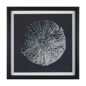 Urchin Still Life II by Nathan Larson a Hand Embellished Framed Photo Art Print Matted under Glass by Mercana at Eve Furniture