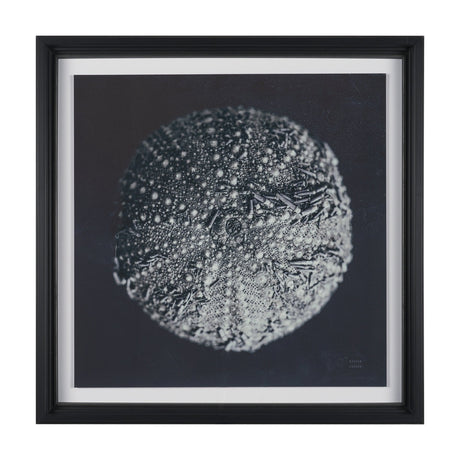 Urchin Still Life II by Nathan Larson a Hand Embellished Framed Photo Art Print Matted under Glass by Mercana at Eve Furniture