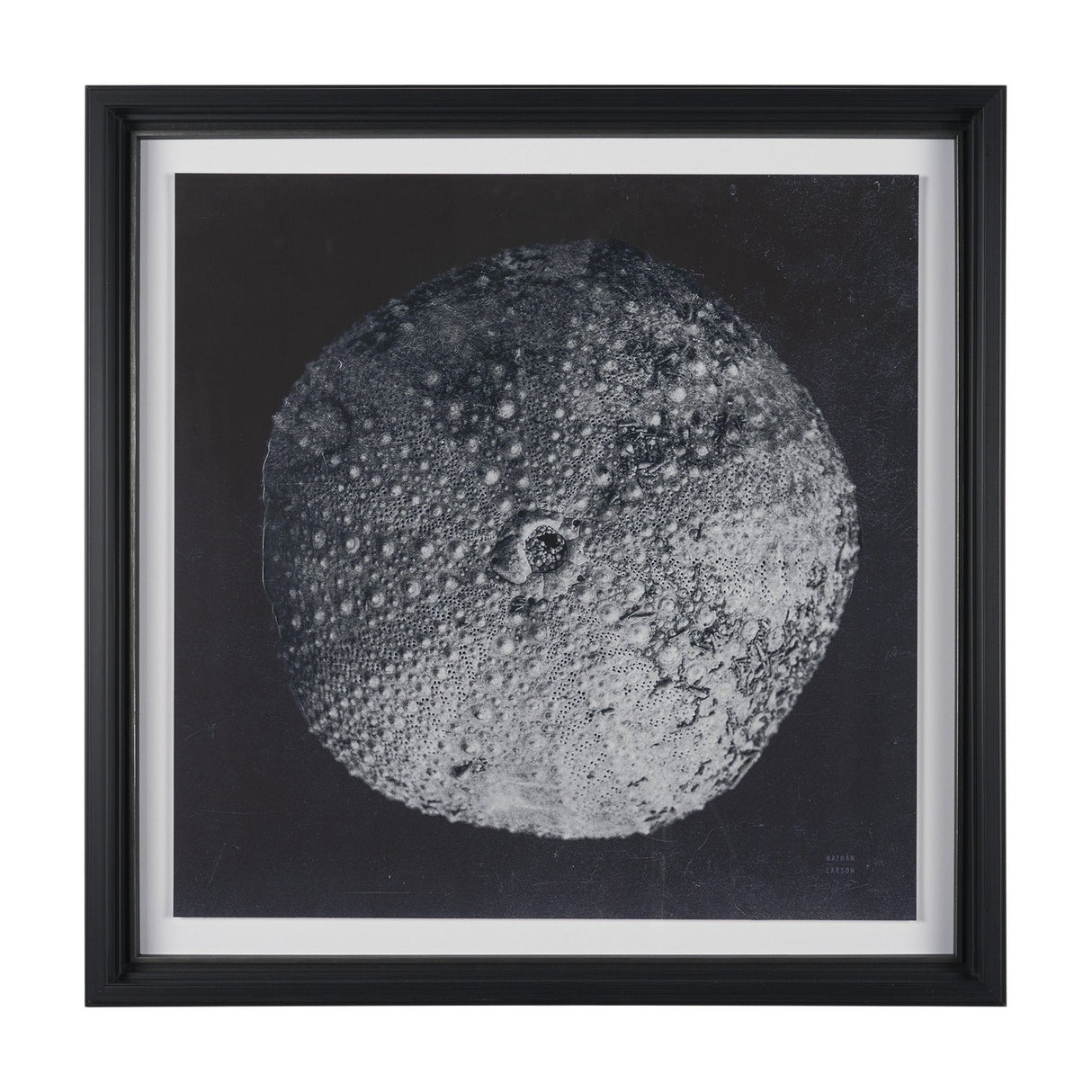 Urchin Still Life III by Nathan Larson a Hand Embellished Framed Photo Art Print Matted under Glass by Mercana at Eve Furniture