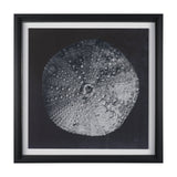 Urchin Still Life III by Nathan Larson a Hand Embellished Framed Photo Art Print Matted under Glass by Mercana at Eve Furniture