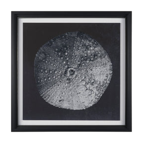Urchin Still Life III by Nathan Larson a Hand Embellished Framed Photo Art Print Matted under Glass by Mercana at Eve Furniture