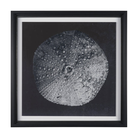 Urchin Still Life III by Nathan Larson a Hand Embellished Framed Photo Art Print Matted under Glass by Mercana at Eve Furniture