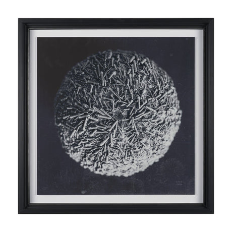 Urchin Still Life IV by Nathan Larson a Hand Embellished Framed Photo Art Print Matted under Glass by Mercana at Eve Furniture