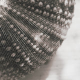 Urchins in Lace I by Deborah Revell a Hand Embellished Framed Print under Glass by Mercana at Eve Furniture