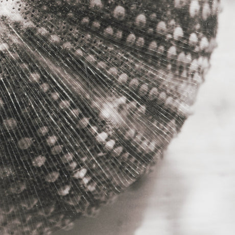 Urchins in Lace I by Deborah Revell a Hand Embellished Framed Print under Glass by Mercana at Eve Furniture