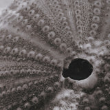 Urchins in Lace I by Deborah Revell a Hand Embellished Framed Print under Glass by Mercana at Eve Furniture