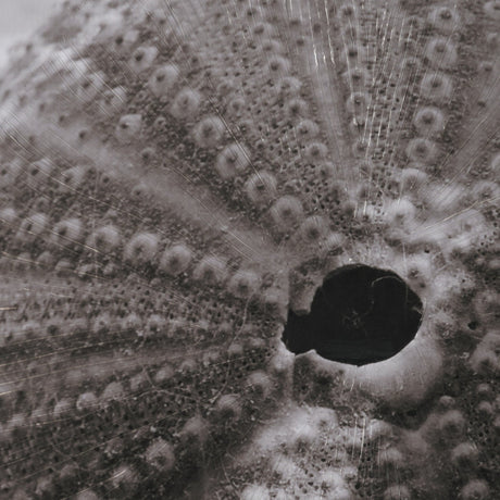 Urchins in Lace I by Deborah Revell a Hand Embellished Framed Print under Glass by Mercana at Eve Furniture