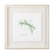Variegated Rosemary v2 by Chris Paschke a Framed Art Print Matted under Glass by Mercana at Eve Furniture