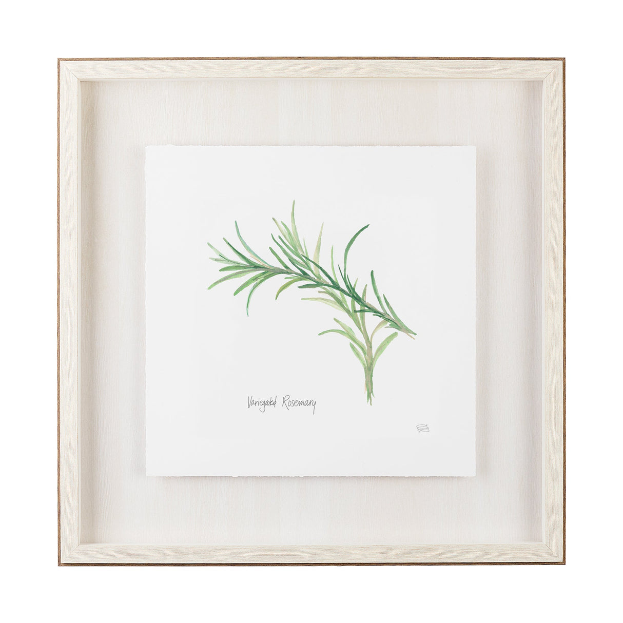 Variegated Rosemary v2 by Chris Paschke a Framed Art Print Matted under Glass by Mercana at Eve Furniture