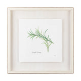 Variegated Rosemary v2 by Chris Paschke a Framed Art Print Matted under Glass by Mercana at Eve Furniture