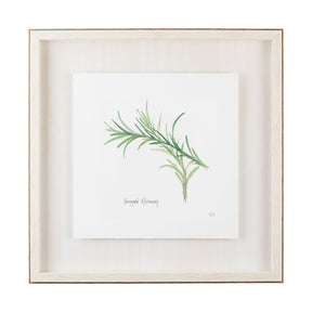 Variegated Rosemary v2 by Chris Paschke a Framed Art Print Matted under Glass by Mercana at Eve Furniture