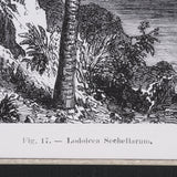 Vintage Palm Tree Drawing I by Les Palmiers Histoire Embellished Textured Framed Canvas by Mercana at Eve Furniture