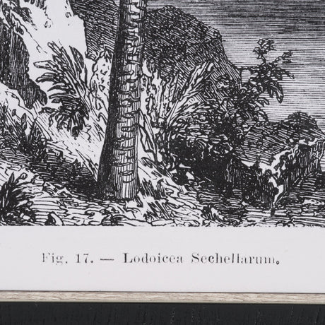 Vintage Palm Tree Drawing I by Les Palmiers Histoire Embellished Textured Framed Canvas by Mercana at Eve Furniture