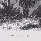 Vintage Palm Tree Drawing V by Les Palmiers Histoire a Hand Embellished Textured Framed Canvas by Mercana at Eve Furniture