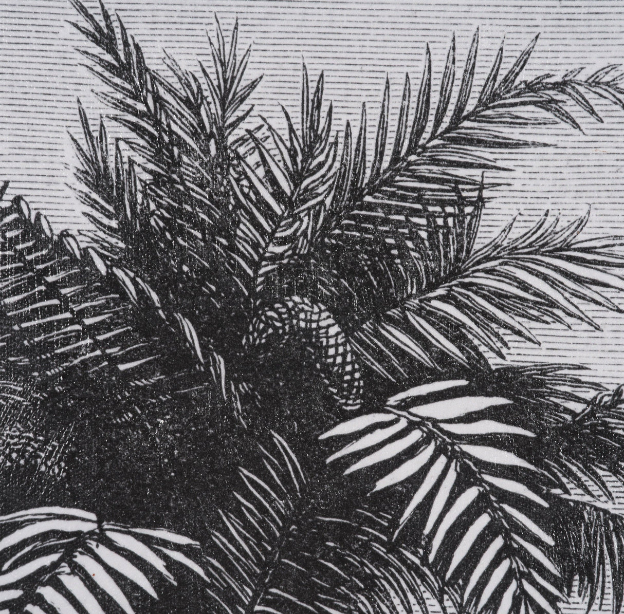 Vintage Palm Tree Drawing V by Les Palmiers Histoire a Hand Embellished Textured Framed Canvas by Mercana at Eve Furniture