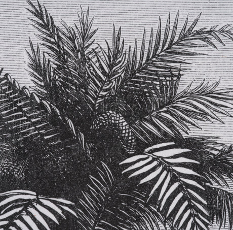 Vintage Palm Tree Drawing V by Les Palmiers Histoire a Hand Embellished Textured Framed Canvas by Mercana at Eve Furniture