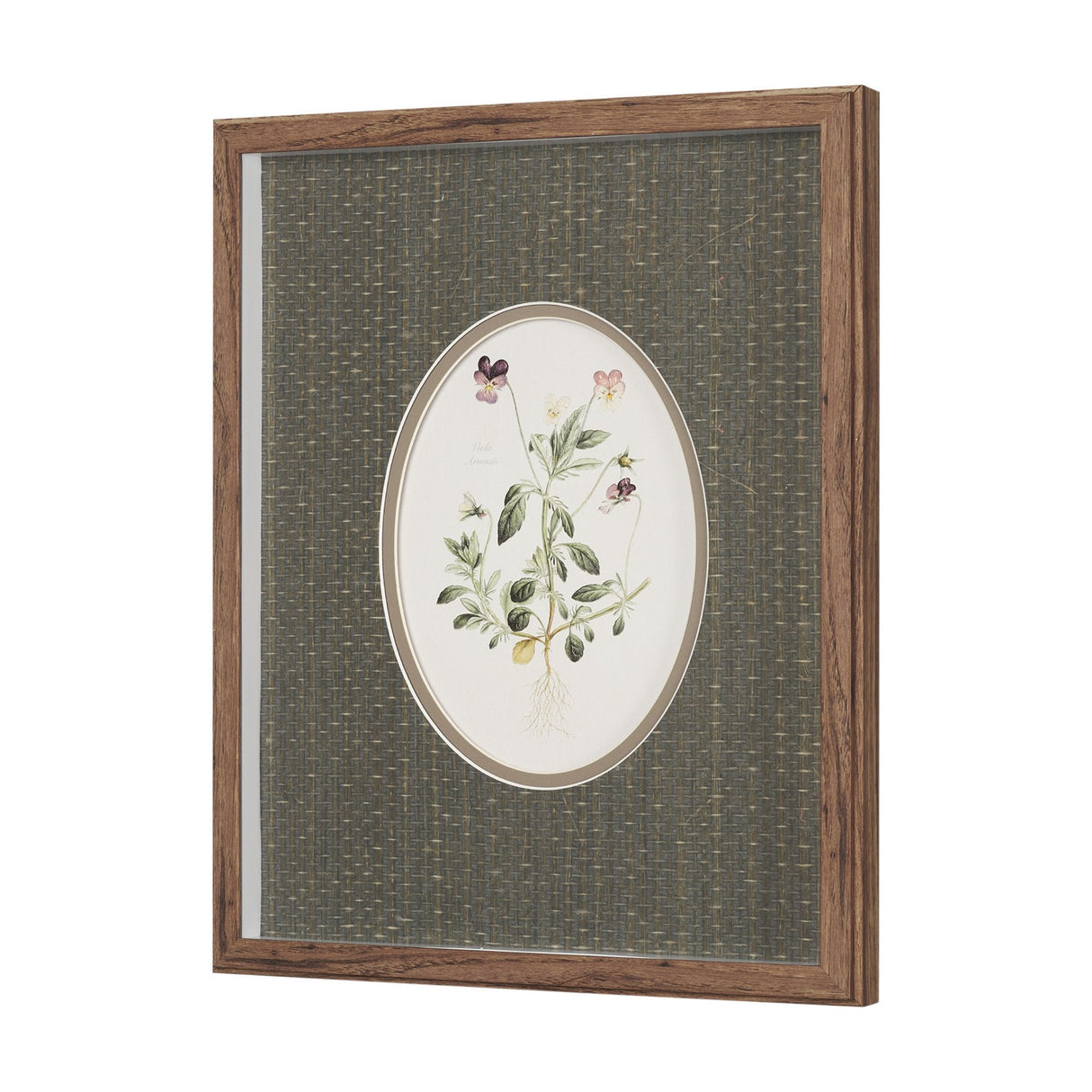 Viola Arvensis Flowers by Pierre Joseph Redoute a Hand Embellished Framed Print under Glass by Mercana at Eve Furniture