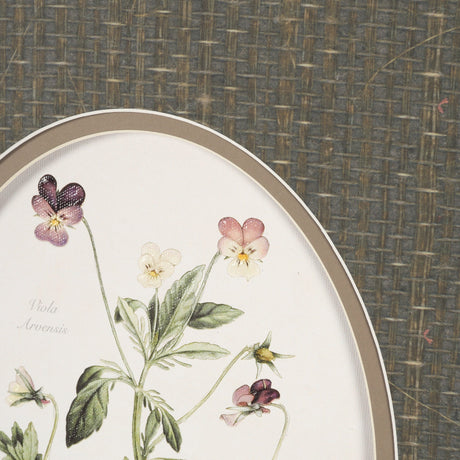 Viola Arvensis Flowers by Pierre Joseph Redoute a Hand Embellished Framed Print under Glass by Mercana at Eve Furniture