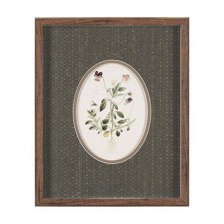 Viola Arvensis Flowers by Pierre Joseph Redoute a Hand Embellished Framed Print under Glass by Mercana at Eve Furniture