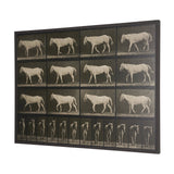 Walking Free by Eadweard Muybridge Textured Framed CanvasPhoto Print by Mercana at Eve Furniture