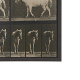 Walking Free by Eadweard Muybridge Textured Framed CanvasPhoto Print by Mercana at Eve Furniture