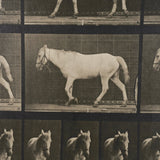 Walking Free by Eadweard Muybridge Textured Framed CanvasPhoto Print by Mercana at Eve Furniture