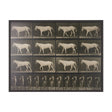 Walking Free by Eadweard Muybridge Textured Framed CanvasPhoto Print by Mercana at Eve Furniture