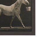Walking Tall by Eadweard Muybridge Textured Framed CanvasPhoto Print by Mercana at Eve Furniture