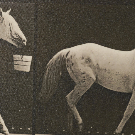 Walking Tall by Eadweard Muybridge Textured Framed CanvasPhoto Print by Mercana at Eve Furniture