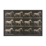 Walking Tall by Eadweard Muybridge Textured Framed CanvasPhoto Print by Mercana at Eve Furniture