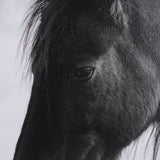 Wander by Chad Mackay a Hand Embellished Textured Framed Photo Art Print Matted under Glass by Mercana at Eve Furniture