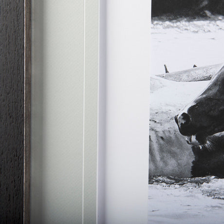 Water Horses III by PHBurchett a Framed Photo Art Print Matted under Glass by Mercana at Eve Furniture