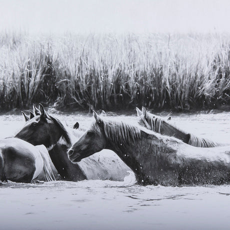 Water Horses III by PHBurchett a Framed Photo Art Print Matted under Glass by Mercana at Eve Furniture