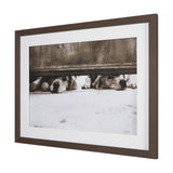 We See You Dogs by Jim Dratfield Framed Photo Print under Glass by Mercana at Eve Furniture